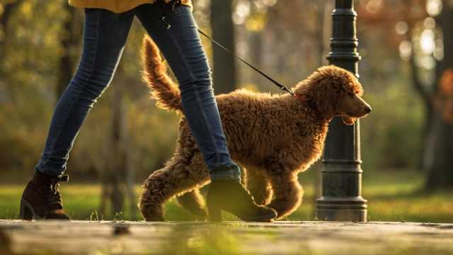 Cómo aprender a un...:  Cuando tu perro haga sus necesidades en el lugar correcto, premiálolo inmediatamente.
4. 
