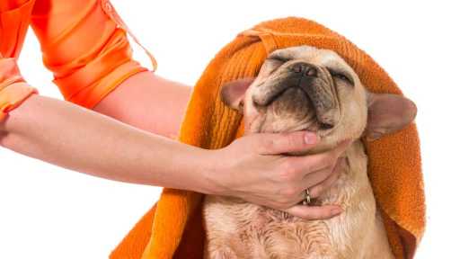 Cómo bañar a un p...:  5. Asegurarse de que el perro esté seco después de bañarlo.