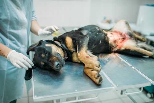 Cómo castrar a un ...:  2. Supresión de testosterona en el perro: Algunos veterinarios recetan medicamentos que contienen hormonas para suprimir la producción de testosterona en los perros.

