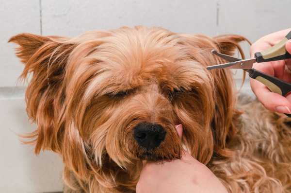 Cómo cortarle el p...:  5. Corta el pelo del perro en una dirección y no contra el pelo.