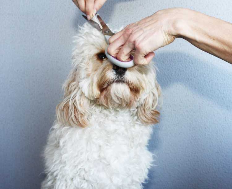 Cómo cortarle el p...:  2. Utiliza una tijera especial para perros para cortar el pelo. No quieres usar una tijera de jardín o de cocina, ya que estas no están diseñadas para el pelo de los perros y pueden ser muy peligrosas.


