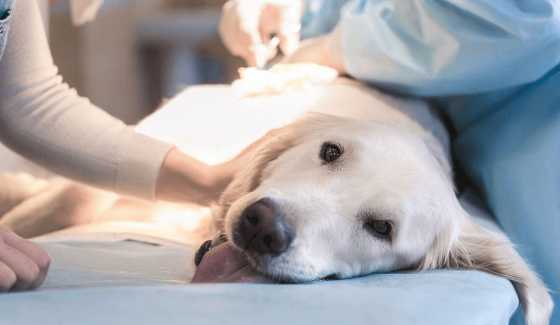 Cómo cuidar a un p...:  2. No permitir que el perro lama la incisión para evitar posibles infecciones.
