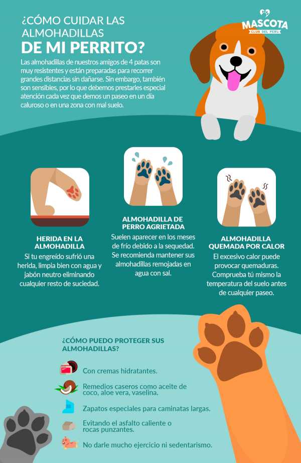 Cómo cuidar las al...:  3. No expongas las almohadillas de tu perro al sol durante largos períodos de tiempo.
