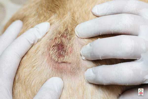 Cómo curar irritacion en la piel de un perro