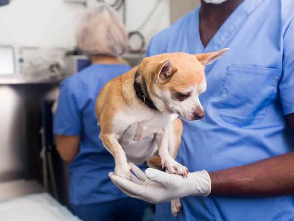 Cómo curar una herida en el ano de un perro