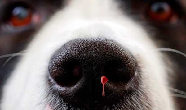 Cómo curar una herida en la nariz de un perro