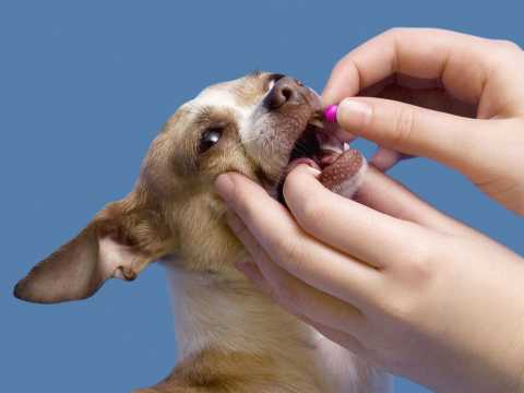 Cómo dar pastillas...:  4. Si tu perro tiene problemas para tragar la pastilla, puedes intentar mezclarla con un poco de agua o leche para que sea más fácil de tragar.
