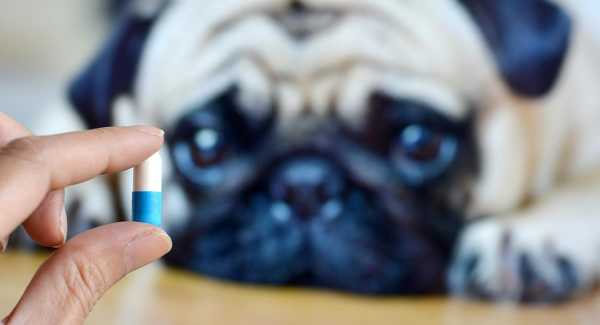 Cómo darle pastill...:  5. Si tiene problemas para administrar la medicación al perro, consulte a su veterinario.