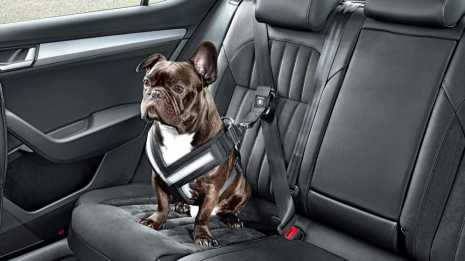 Cómo debe de ir un...:  2. No es seguro que un perro vaya suelto en el vehículo, ya que podría causar un accidente.
