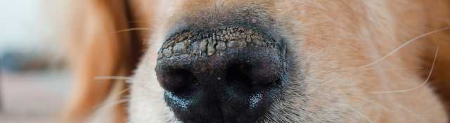 Cómo debe tener la nariz un perro