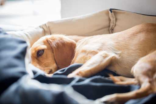 Cómo diagnosticar ...:  5. ¿La epilepsia en perros es hereditaria?

La epilepsia en perros puede ser hereditaria. Si tu perro tiene epilepsia, es importante que informes a tu veterinario, ya que esto puede afectar a tus futuras mascotas.