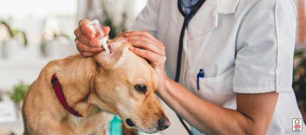 Cómo eliminar la a...:  2. Los perros pueden necesitar cuidados especiales durante el período de recuperación de la anestesia, que incluyen observación y control de la temperatura corporal. 
