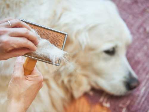 Cómo eliminar la muda de pelo en los perros