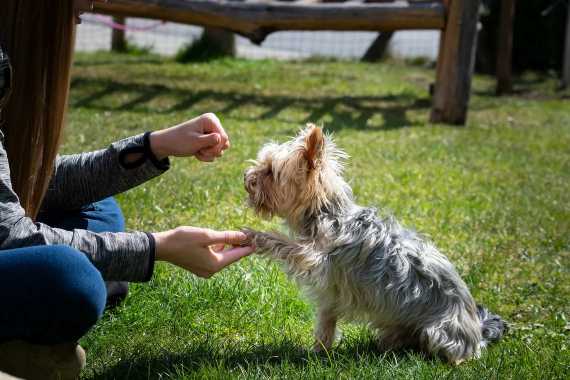 Cómo enseñar a tu...:  Elogiando al perro cuando lo haga bien
