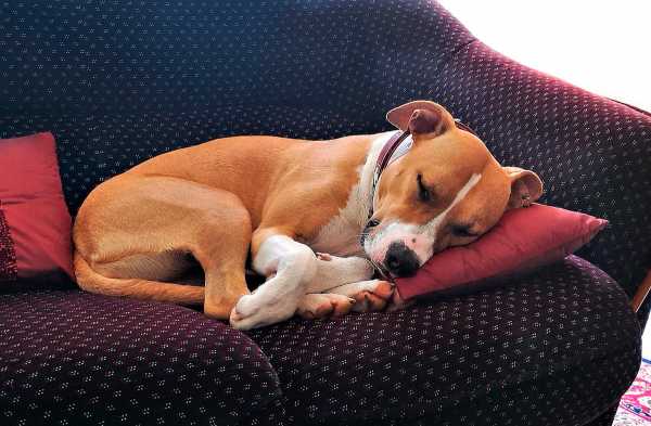 Cómo enseñar al p...:  5. Si el perro se sube al sofá cuando no debe, no lo castigues. Simplemente dile 