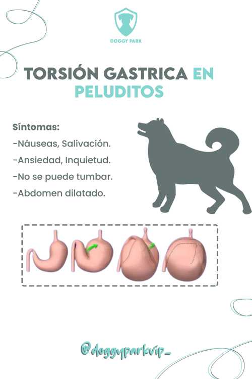 Cómo evitar torsión gástrica en perros