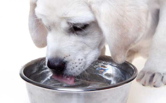 Cómo hacer que un ...:  5. Ofrecerle agua después de que el perro haya hecho ejercicio para que tenga sed