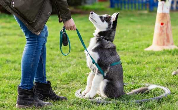 Cómo hacer que un ...:  2. También es importante que sociabilices al perro desde cachorro, para que se acostumbre a estar en contacto con otras personas y animales. 
