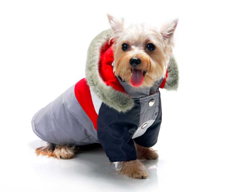 Cómo hacer ropa pa...:  5. Piensa en la función. ¿La ropa va a proteger al perro del frío o del calor? ¿O simplemente es para que se vea bonito? Procura escoger la prenda adecuada para la función que necesitas.