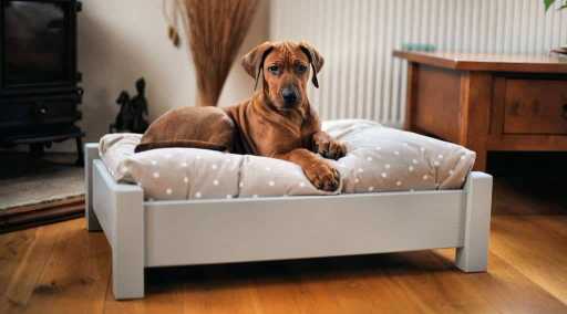 Cómo hacer una cama para perros de madera