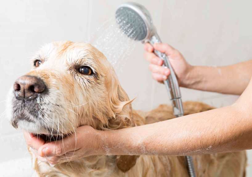 Cómo lavar a un pe...:  2. Asegúrese de que no haya ningún residuo de jabón en el perro después de lavarlo.
