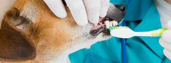 Cómo lavar los die...:  5. Si el perro tiene sarro o placa, puedes utilizar una pasta de dientes especial para perros para ayudar a eliminarlos.