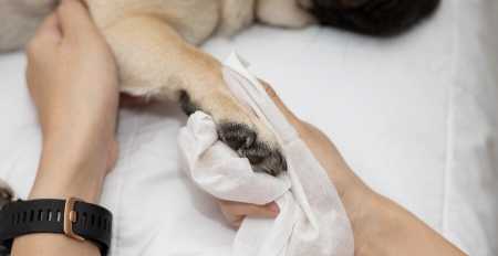 Cómo limpiar las p...: 3. Seca las patas de tu perro con un paño para que no se resbalen.
