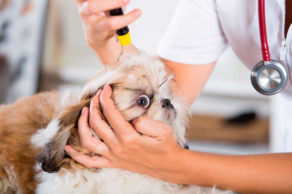 Cómo limpiar ojos ...:  5. Si notas que tu perro tiene infeccion en los ojos, acude a un veterinario lo antes posible.