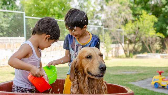 Cómo limpiar perro...:  2. A continuación, usa un paño húmedo para eliminar la suciedad y el polvo de la piel del perro.

