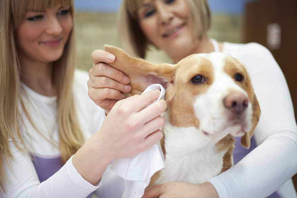 Cómo limpiarle las...:  4. Si tu perro tiene cera acumulada, aplica un limpiador para orejas en un algodón y limpia suavemente.
