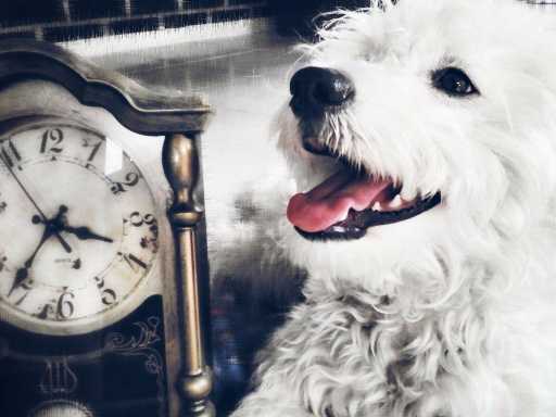Cómo perciben el tiempo los perros