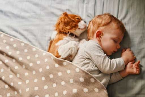 Cómo presentar beb...:  3. Presenta a bebé a perro cuando éste esté calmado.
