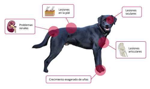 Cómo prevenir leis...:  Mantener a los perros bien protegidos contra los mosquitos, utilizando repelentes o collares especiales.
