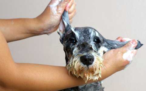 Cómo quitar caspa ...:  4. Aplicar un aceite especial para el cuero cabelludo del perro
