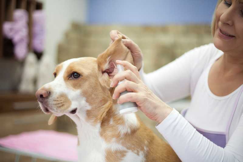 Cómo quitar el olor de las orejas de los perros