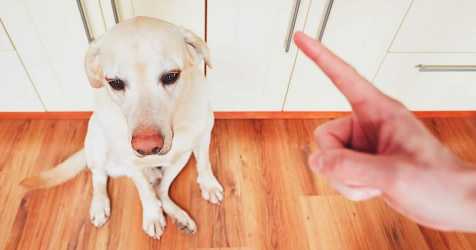 Cómo regañar a un...:  5. Proporcione al perro una alternativa positiva a lo que le está regañando, para que entienda lo que se espera de él.