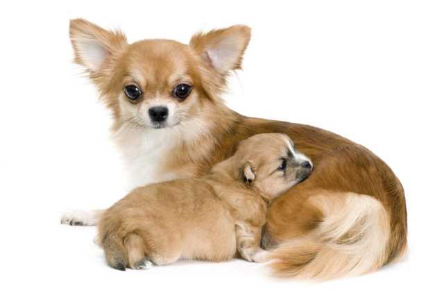 Cómo saber si mi p...:  2. Otro indicio de que tu perro es un chihuahua es si tiene orejas grandes y redondeadas. 
