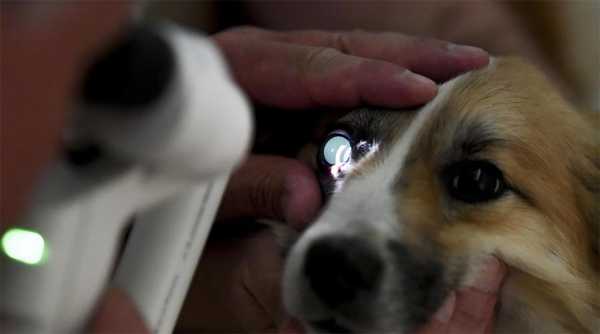 Cómo saber si mi p...:  3. ¿Aparecen manchas blancas en los ojos de tu perro?


