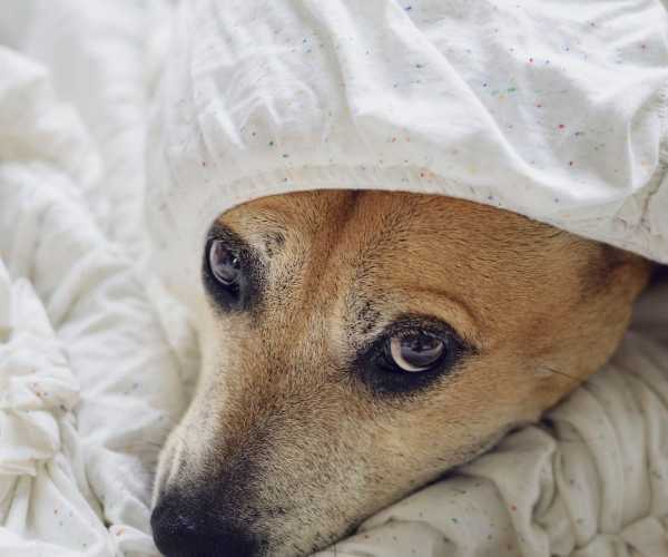 Cómo saber si mi p...:  2. Otra forma de saber si tu perro tiene frio es observar si esta buscando refugio del clima, tratando de entrar a casa o acurrucarse debajo de un arbol. 
