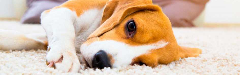 Cómo saber si mi p...:  3. Los perros con leishmania también suelen tener problemas en el sistema inmunológico, lo que puede causar infecciones oportunistas.

