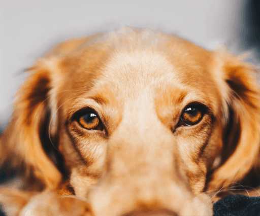 Cómo saber si teng...:  5. presta atención a los síntomas físicos de tu perro: si está temblando, tiene los ojos llorosos o está jadeando, puede estar estresado y necesitar dormir.