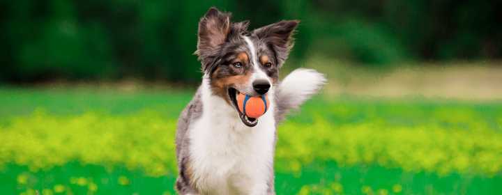 Cómo saber si un p...:  2. Otros perros pueden llegar a ser grandes independientemente de su raza, dependiendo de factores como la alimentación o el ejercicio. 
