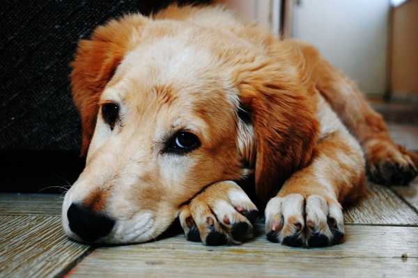 Cómo saber si un p...:  5. Hay ciertas razas de perros que son más propensas a ciertas enfermedades genéticas.