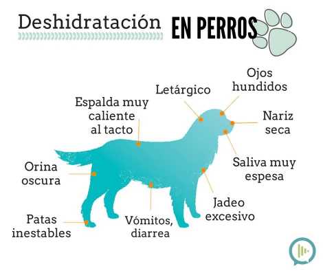 Cómo saber si un p...:  4. Otros signos de deshidratación en un perro incluyen letargo, fatiga y falta de apetito. 

