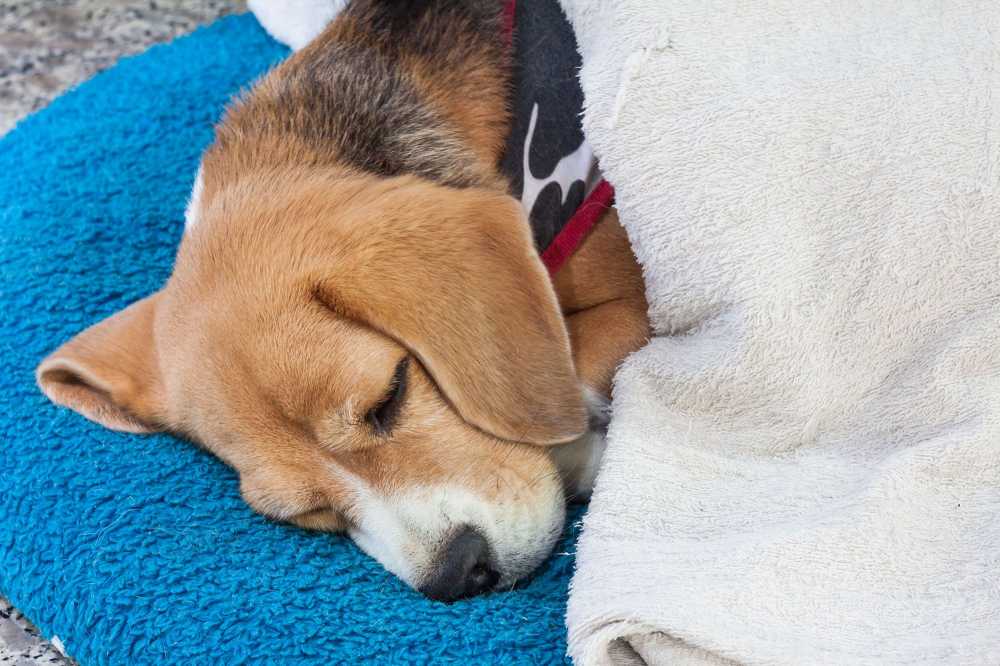 Cómo saber si un p...:  5. En general, los perros en estado terminal se ven débiles y cansados, y pueden estar tumbados la mayor parte del tiempo.