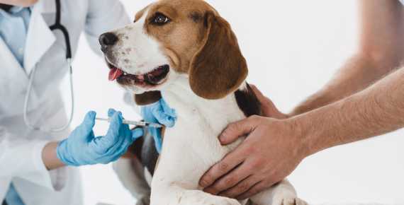 Cómo se contagia e...:  2. El virus puede estar en las heces de un perro infectado.
