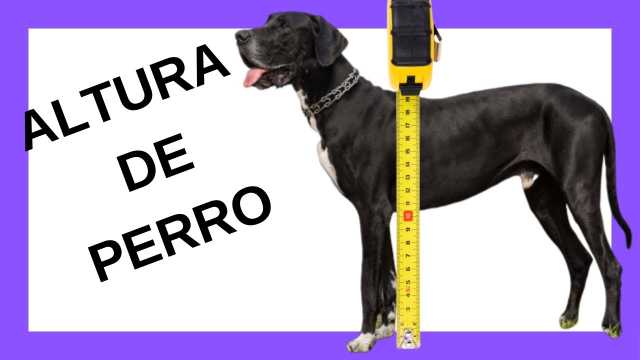 Cómo se mide la altura de un perro
