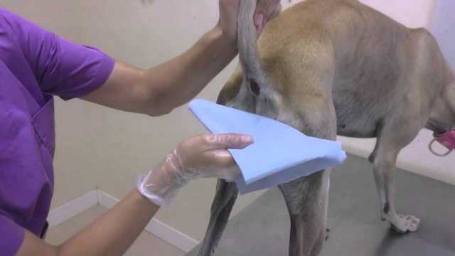 Cómo vaciar las gl...:  5. Vaciar las glandulas anales de un perro es una tarea sencilla que puede hacerse en casa con una jeringa o una manga de lavado para perros